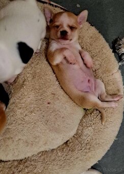 Prodám krásná štěňátka čivavy bez PP – 7 týdnů - 6