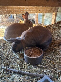 Prodej mladých i chovných králiků - 6