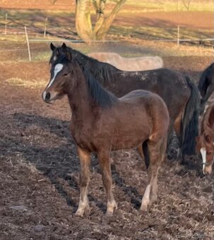 Welsh part bred hřebeček - 6