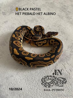 Krajta královská (Python regius) - 6