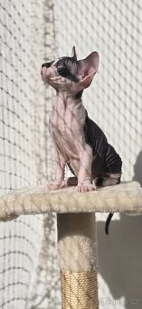 DON Sphynx - 6
