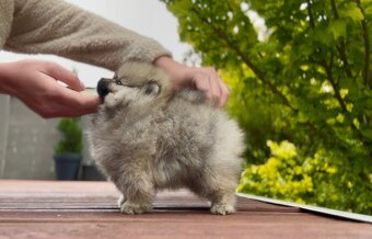 Pomeranian - 6