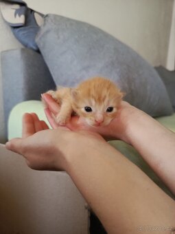 Mainská mývalí koťátka - Z Poloviny. - 6