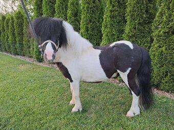 Shetland pony - 6