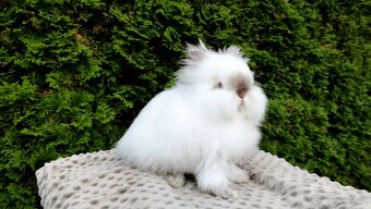Zakrslý králík, králíček -(TEDDY)-ONDŘEJ A OTA - 6