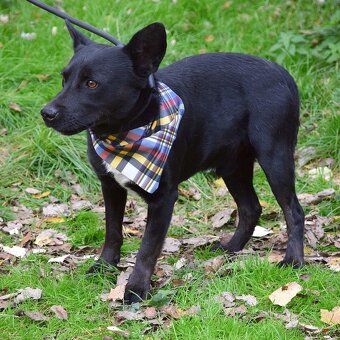 🐾 Hoopy – plachý psí hrdina s velkým srdcem 🐾 - 6