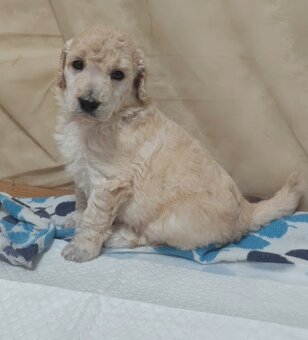 Pudl velký bílý - 6