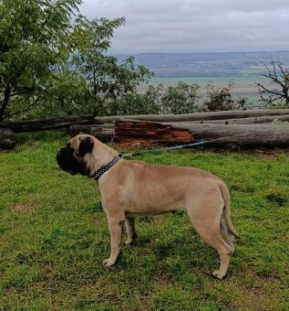Bulmastif/ Bullmastiff s PP - 6