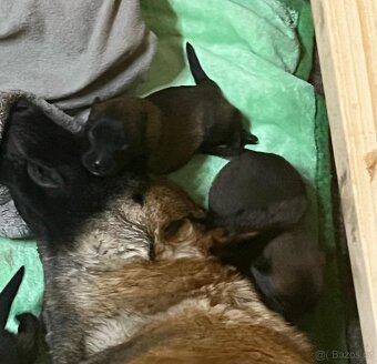 Belgický ovčák malinois s PP - 6