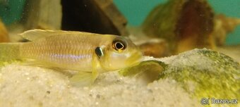 cichlidy tanganika - 6