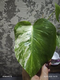 Monstera deliciosa alba - 6