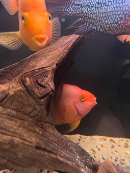 Cichlida papouščí 20-25cm - 6