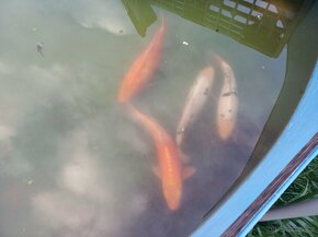 Koi kapr - 6