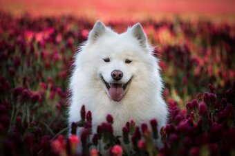 Samojed s PP - 6