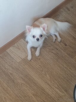 Čivava s PP na krytí - 6