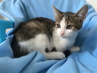 Daruji koťata do dobrých rukou. - 6