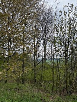 Prodám lesní pozemky v k.ú. Bukovina u Čisté. - 6