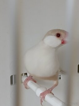 Vyměním - 6