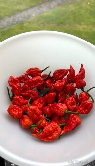 TRINIDAD MORUGA SCORPION Chilli nakládané papričky a salza - 6