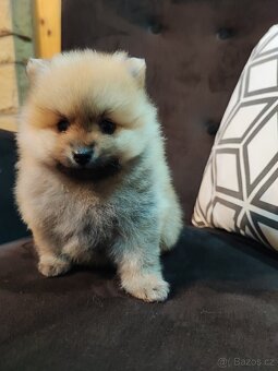 Predám fenku - pomeranian/nemecký špic - 6