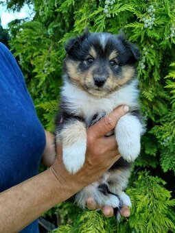Šeltie / sheltie štěně s PP z Pozdeňské vísky - 6