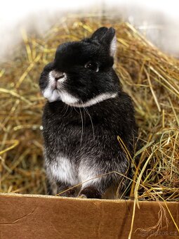 Zakrslý králíček- bílopesíkatý černý s PP - 6