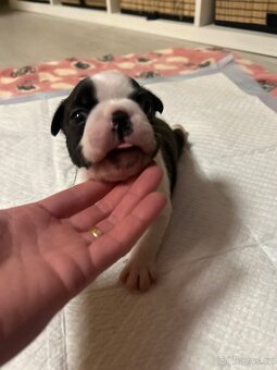 Bostonský teriér - 6