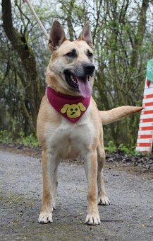 BALIANA K ADOPCI - PŘÁTELSKÉ ZLATÍČKO - 6