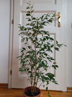 Ficus benjamina - 6