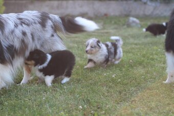 Sheltie pejsek s PP - 6