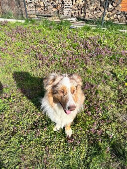 Australský ovčák bez PP - 6