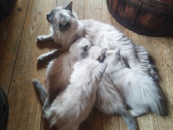 Ragdoll koťata - 6