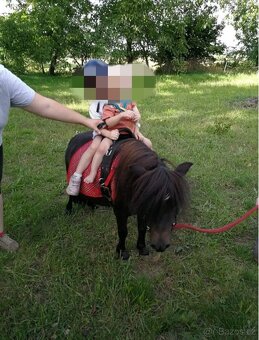 Pony na prodej - 6