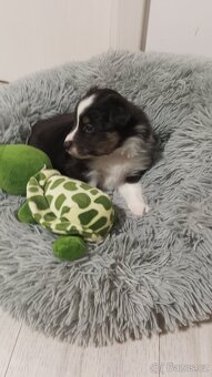 Sheltie/Šeltie - 6
