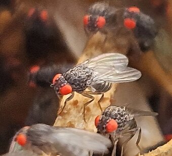 Nabízím krmný hmyz - octomilky 50kč - 6