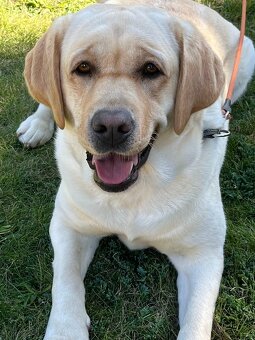 Labrador štěňátka s PP - 6