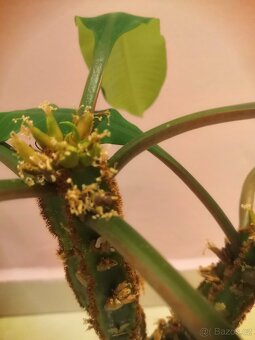 pryšec, pokojová kytka - 6