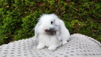 Zakrslý beránek, králíček, králík - MINDY - 6