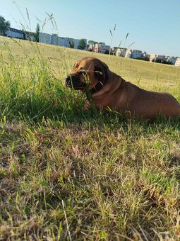 Cane Corso - 6
