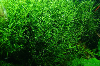 Akvarijní rostlinky - Cryptocoryne, Microsorium, Anubias - 6