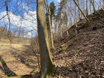Lesní pozemek Třebovice - 6