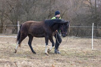 Huculský hřebec, Hucul, malý kůň, pony, tobiano - 6