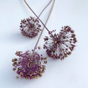 Sušené květiny - 6