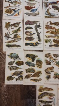 Atlas korbův příruční - 6