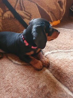 Štěňátko jezevčíka - 6