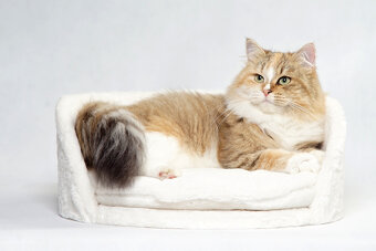 Sibiřská kočka -  kočička s PP Ruffian - 6