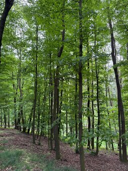 Prodám lesní pozemek v k.ú. Stěbořice - 6