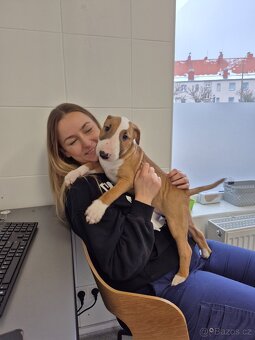 Anglicky bulterier, standard, pes z PP - 6