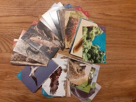 Animal kingdom, Hokej, Spookies, Star Wars, WWF, Patrola - 6