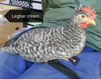 Prodám kohouta Leghorn, Vlaška rodobarva, Legbar cream - 6